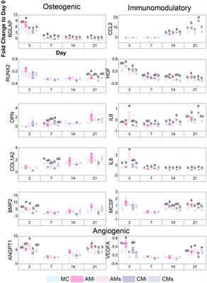 Amnion and chorion matrix maintain hMSC osteogenic response and enhance immunomodulatory and angiogenic potential in a mineralized collagen scaffold